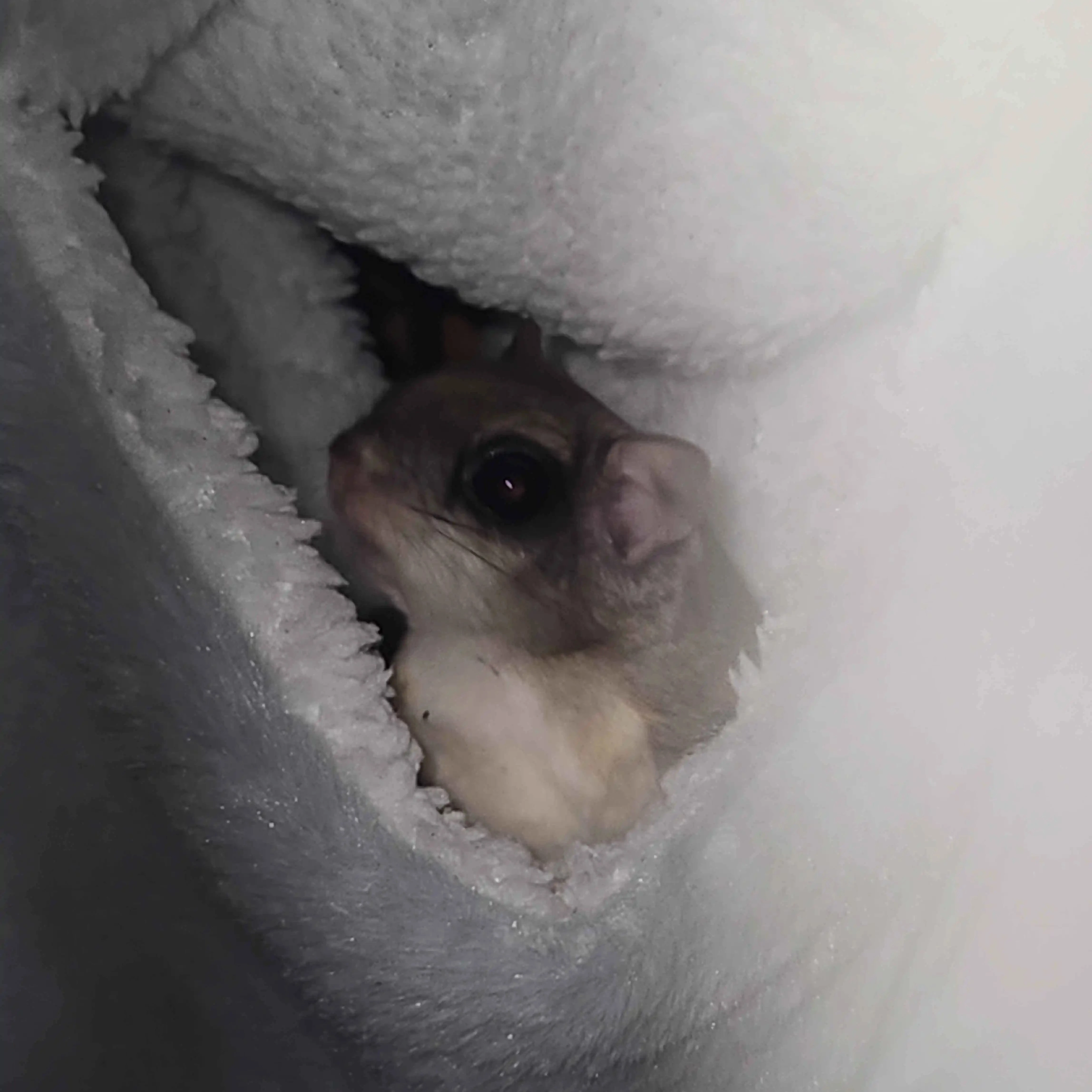 My Pet Flying Squirrel